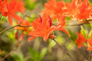 Rhododendron mollis x sinensis C 5 40- 50