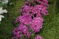 Rhododendron obtusum Anne Frank C 2 20- 25