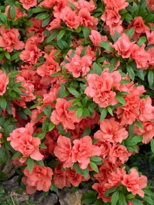 Rhododendron obtusum Cherie C 2 15-20