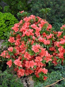 Rhododendron obtusum Cherie C 2 15-20