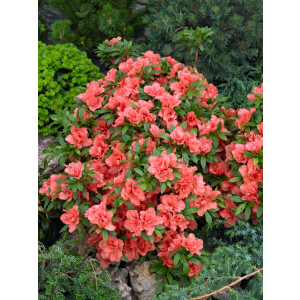 Rhododendron obtusum Cherie C 2   20-  25