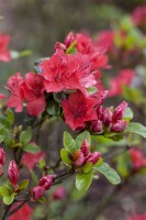 Rhododendron obtusum Fairy Dreams Majas Rubin  -R- C 2...