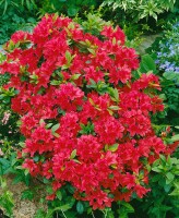 Rhododendron obtusum Geisha Red C 2 20- 25