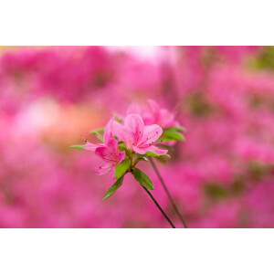 Rhododendron obtusum Hinomayo C 2 20- 25
