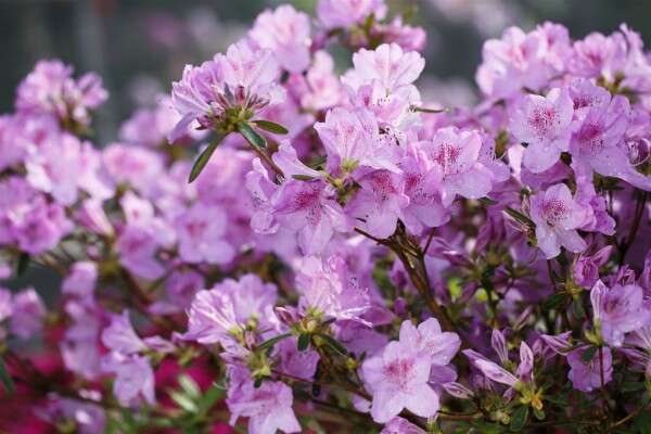 Rhododendron obtusum Ledikanense C 2 20- 25