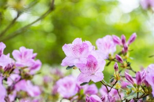 Rhododendron obtusum Ledikanense C 2 20- 25