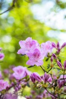 Rhododendron obtusum Ledikanense C 2 20- 25