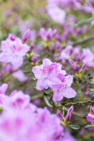 Rhododendron obtusum Ledikanense C 2 20- 25