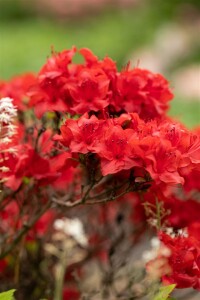 Rhododendron obtusum Maraschino -R- C 2 25-30