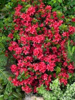 Rhododendron obtusum Muttertag C 5 40- 50