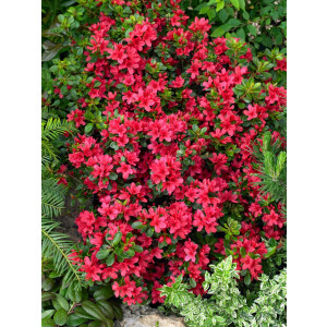 Rhododendron obtusum Muttertag C 5   30-  40