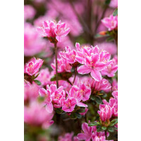 Rhododendron obtusum Pink Poetry  -R- C 5   30-  40