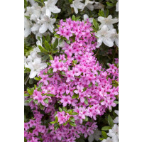 Rhododendron obtusum Rosa C 2 20-  25