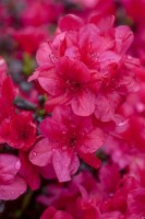 Rhododendron obtusum Sabina C 2 keineAngabe