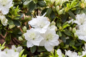 Rhododendron obtusum Schneewittchen C 2 20- 25