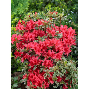 Rhododendron obtusum Silver Sword panaschiert C 2 20- 25