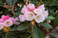 Rhododendron pachysanthum Silver Dane mB 30- 40