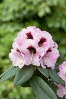 Rhododendron praevernum mB 30- 40