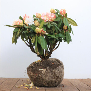 Rhododendron praevernum Osterschnee mB 30- 40