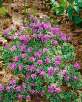 Rhododendron prostratum C 5 30- 40