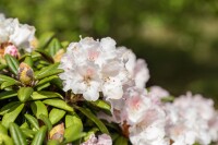 Rhododendron proteoides Webs Bee mB 40- 50