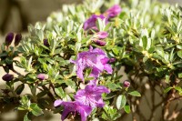 Rhododendron radistrotum Select C 5 25- 30