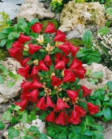 Rhododendron repens Carmen Dekoschale C 6 30-40