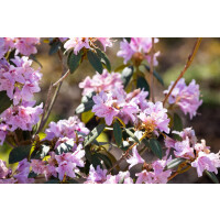 Rhododendron rubiginosum C 5 30- 40