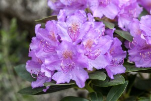 Rhododendron saluenense Lavendula C 2 20-25