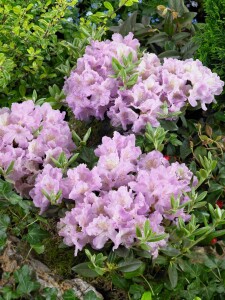 Rhododendron saluenense Lavendula C 2 20-25
