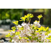 Rhododendron schlippenbachii C 5 25- 30