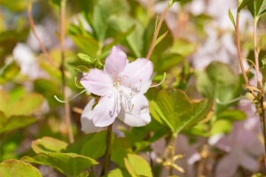 Rhododendron schlippenbachii C 5 30- 40