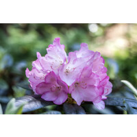 Rhododendron smirnowii Silberpfeil mB 30- 40