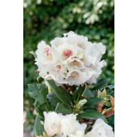 Rhododendron taliense Wolly Dane mB 30- 40