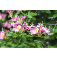 Rhododendron viscosum C 5 50- 60
