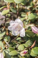 Rhododendron williamsianum (Wildart) C 5 25- 30