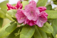 Rhododendron williamsianum Gartendirektor Glocker mB 25- 30