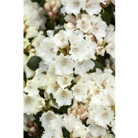 Rhododendron williamsianum Gartendirektor Rieger mB 25- 30