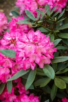 Rhododendron williamsianum Lissabon C 25-30