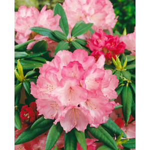 Rhododendron yakushimanum Barmstedt C 4 25- 30