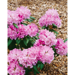 Rhododendron yakushimanum Caroline Allbrook mB 30- 40