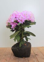 Rhododendron yakushimanum Caroline Allbrook mB 40- 50