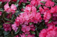 Rhododendron yakushimanum Clivia Sta C 5   80-