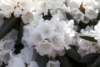 Rhododendron yakushimanum Falling Snow mB 30- 40