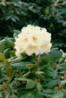 Rhododendron yakushimanum Flava Lackblatt mB 40- 50