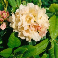 Rhododendron yakushimanum Golden Torch C 4 20- 25