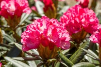 Rhododendron yakushimanum Love Song mB 30- 40
