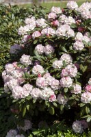 Rhododendron yakushimanum Neat-O mB 30- 40