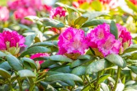 Rhododendron yakushimanum Rosita mB 30- 40