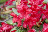 Rhododendron yakushimanum September Red mB 30- 40